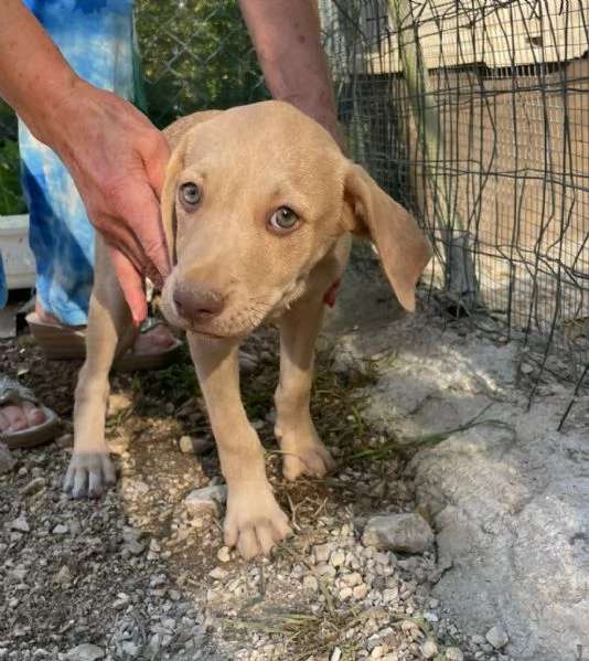SOS GEORGIA | Foto 3