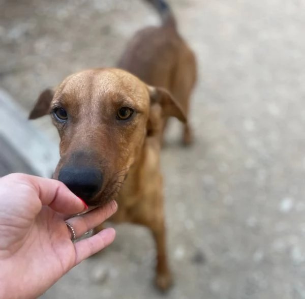 LA DOLCE ELSA