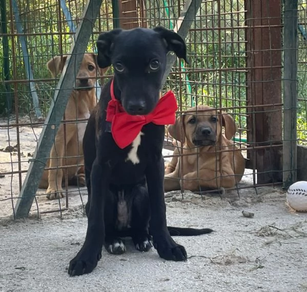 IL TENERISSIMO GIOVANNI | Foto 0