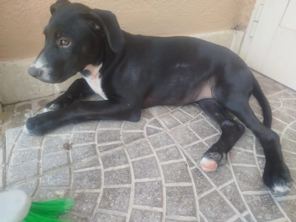 ADOTTA IL DOLCISSIMO THOR | Foto 3