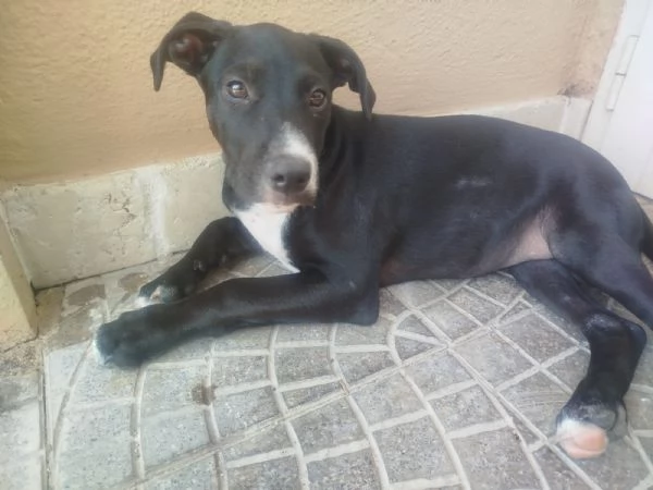ADOTTA IL DOLCISSIMO THOR | Foto 2