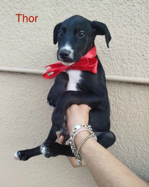 ADOTTA IL DOLCISSIMO THOR | Foto 1