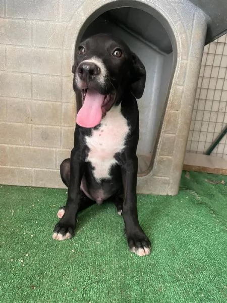 SOS SOS SOS ADOTTA THOR | Foto 4