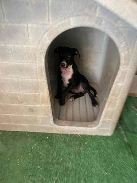 SOS SOS SOS ADOTTA THOR | Foto 3