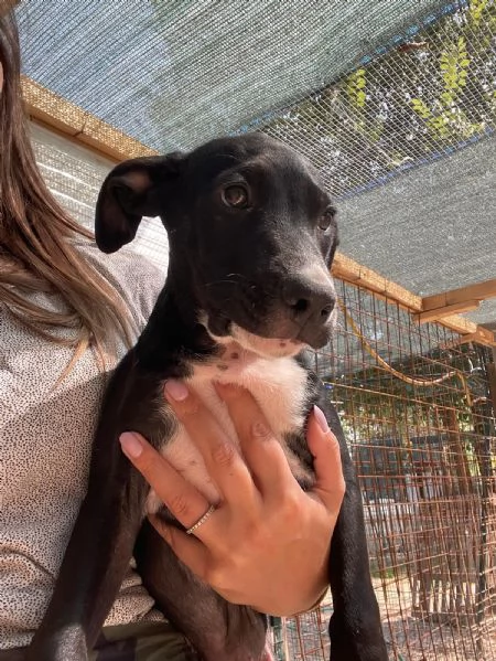 SOS SOS SOS ADOTTA THOR | Foto 2