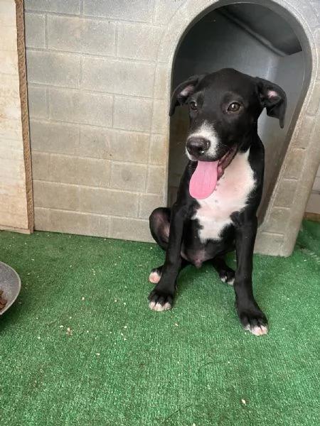 SOS SOS SOS ADOTTA THOR | Foto 1