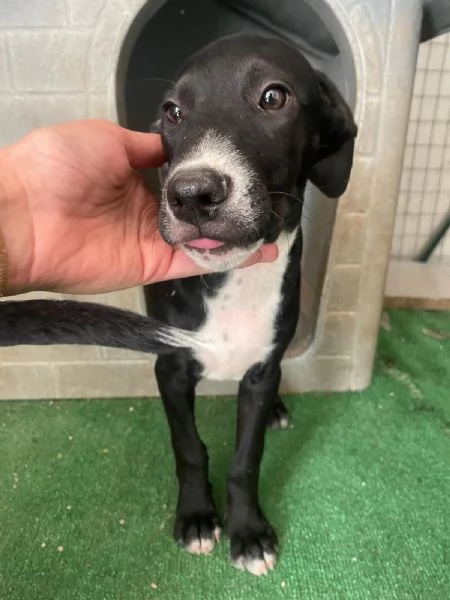 SOS SOS SOS ADOTTA THOR | Foto 0