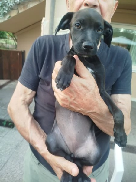 ADOTTA LA TENERA AMY | Foto 3