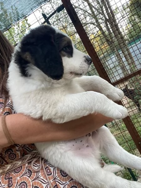 ADOTTA TAKO | Foto 4