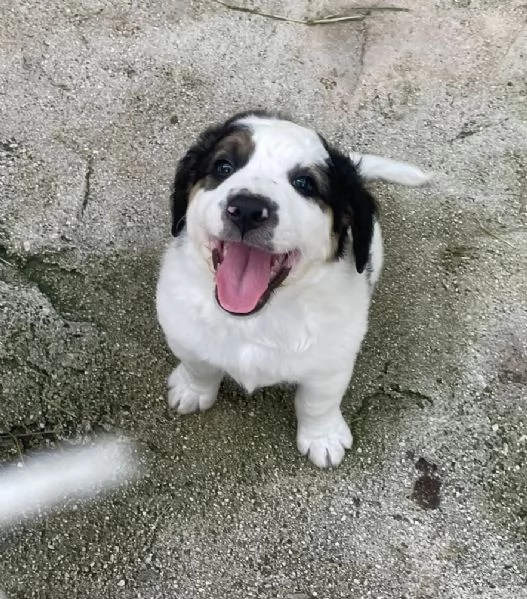 ADOTTA TAKO | Foto 1