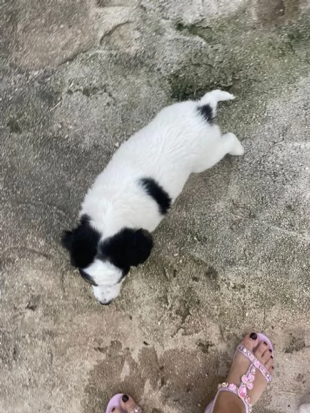 ADOTTA TAKO | Foto 0