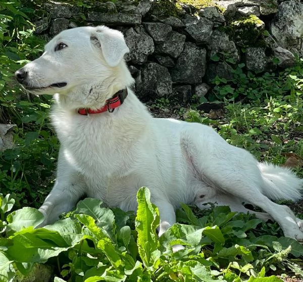 CESARE DOLCISSIMO CUCCIOLONE | Foto 5