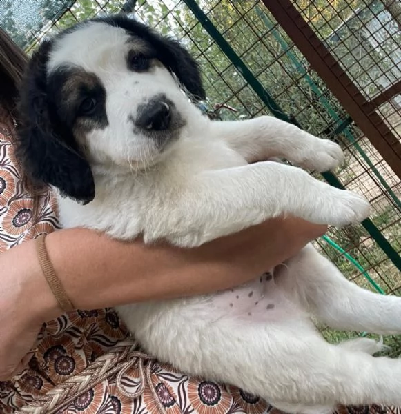 TRE POLPETTE IN CERCA DI CASA | Foto 1