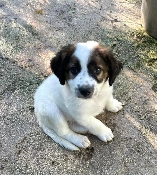 TRE POLPETTE IN CERCA DI CASA