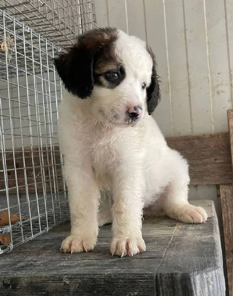 SOS SOS DOLCE NUKA