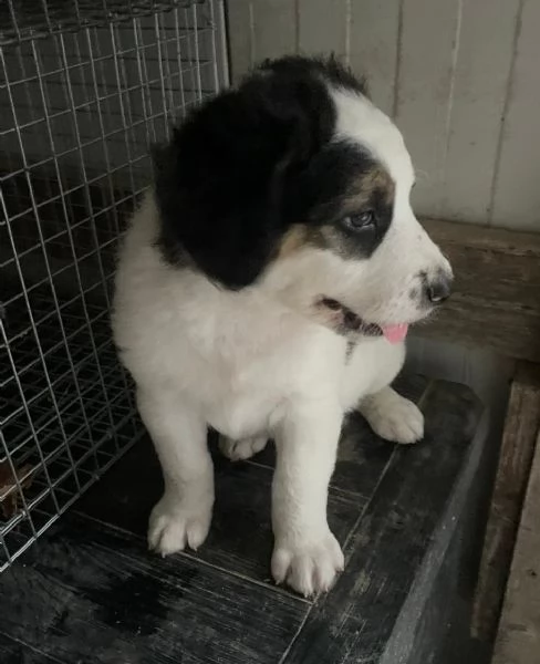 SOS SOS DOLCE TAKO | Foto 4