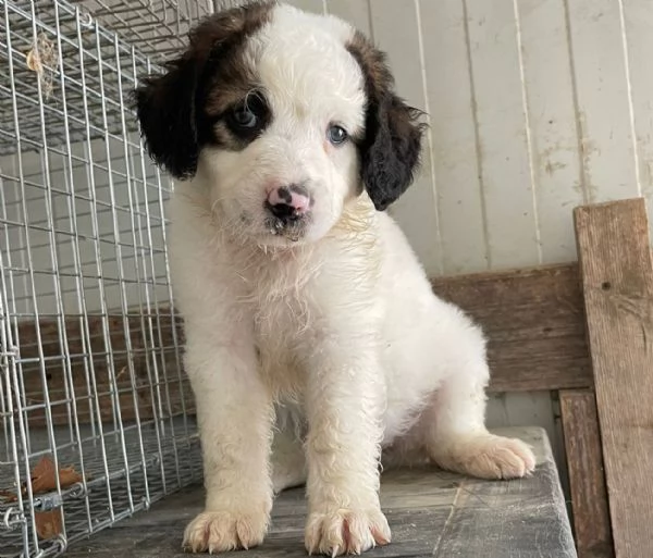 SOS SOS DOLCE NUKA | Foto 4