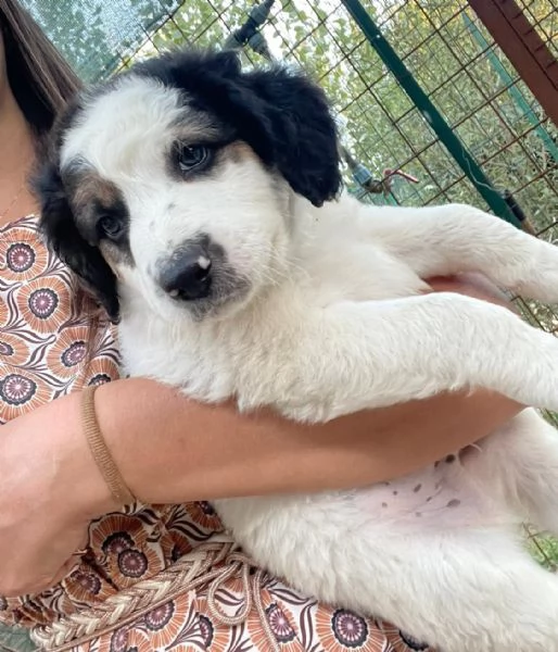 SOS SOS DOLCE TAKO