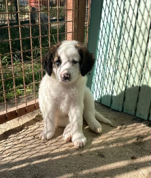 SOS SOS DOLCE NUKA | Foto 0