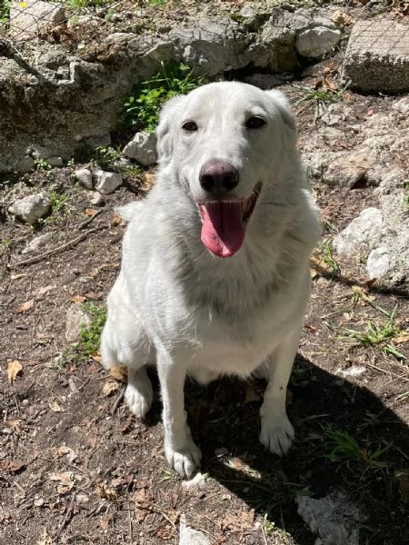IL DOLCISSIMO CESARE | Foto 5