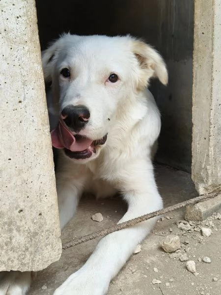 IL DOLCISSIMO SNOOPY | Foto 1