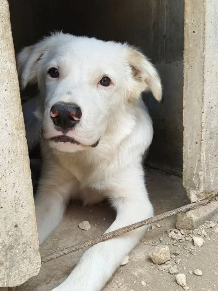 IL DOLCISSIMO SNOOPY | Foto 0