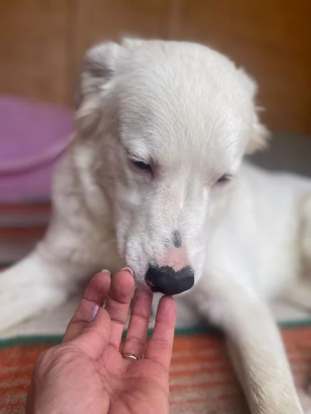 IL DOLCISSIMO SNOOPY | Foto 2