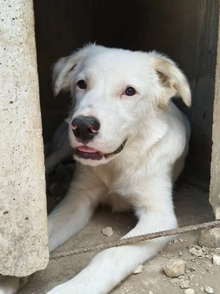 IL DOLCISSIMO SNOOPY