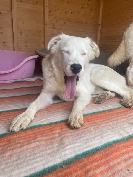 IL DOLCISSIMO SNOOPY | Foto 1