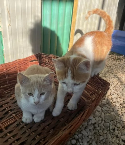 PIMPI e POOH | Foto 3