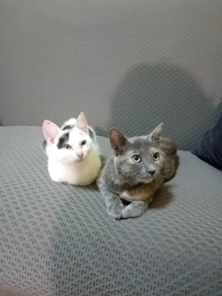 LA DOLCISSIMA TEMPESTA