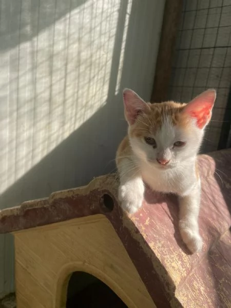 PIMPI E POOH | Foto 4