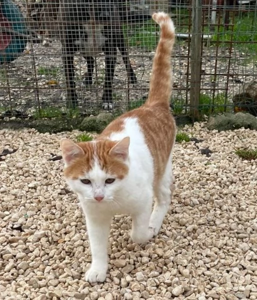 IL DOLCISSIMO POOH | Foto 3