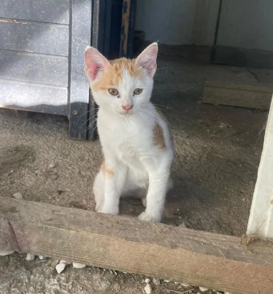 PIMPI E POOH | Foto 3