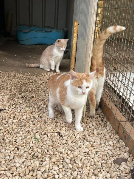 KANGA E POOH | Foto 0