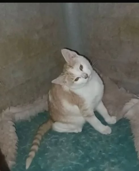 LA DOLCE KANGA | Foto 2