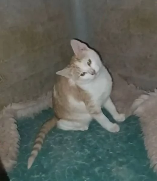 LA DOLCE KANGA | Foto 1