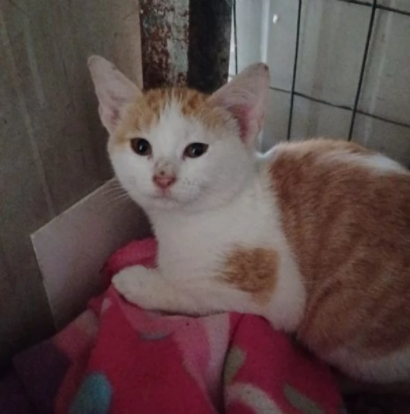 LA DOLCE KANGA | Foto 0