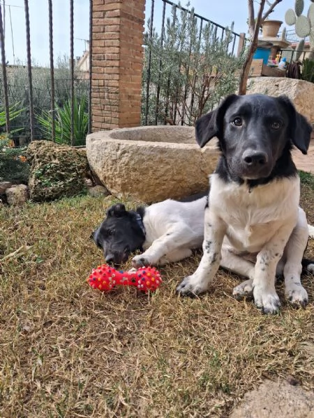 DUE TENERI FRATELLINI  | Foto 6