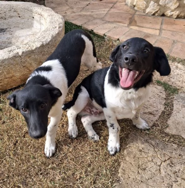 DUE TENERI FRATELLINI 