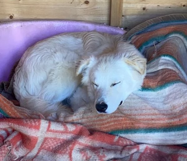 IL DOLCISSIMO AIKO | Foto 2