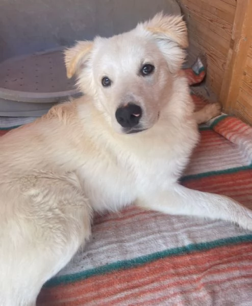 IL DOLCISSIMO AIKO | Foto 1