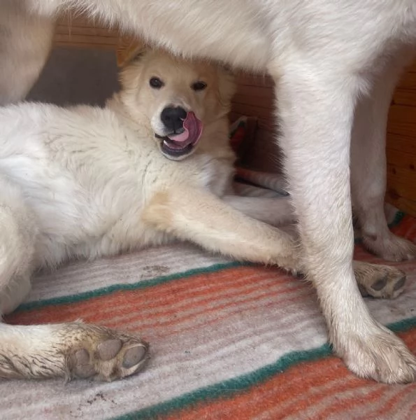 IL DOLCISSIMO AIKO | Foto 0