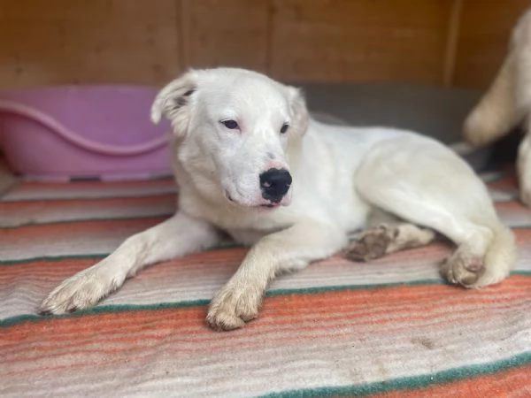 IL TENERO SNOOPY | Foto 0