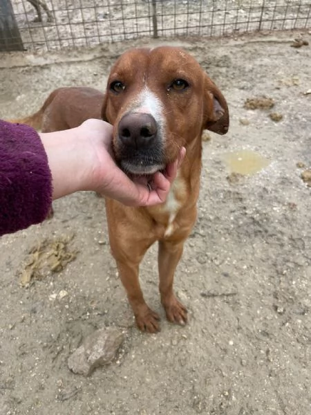 IL DOLCISSIMO CORFU | Foto 2