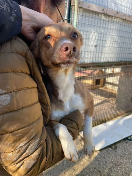 IL PICCOLO CANGU | Foto 3