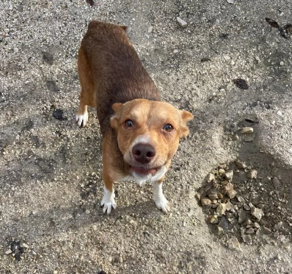 IL PICCOLO CANGU | Foto 3