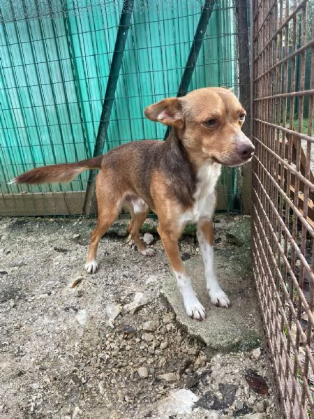 IL PICCOLO CANGU | Foto 2