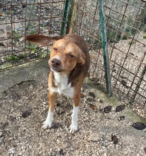 IL PICCOLO CANGU | Foto 1