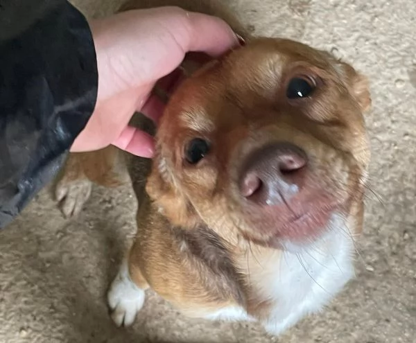 IL PICCOLO CANGU | Foto 0